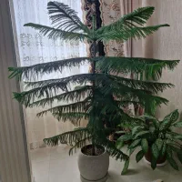 کاج مطبق|گل و گیاه طبیعی|تهران, مجیدآباد|دیوار
