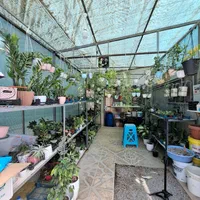 گلخانه آسوریک - انواع گیاه هویا و گل های آپارتمانی|گل و گیاه طبیعی|بجنورد, |دیوار