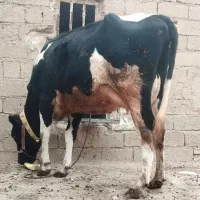 تلیسه شکم اول هلشتاین آمریکای۶ماه حامله ۲۵کیلوشیر