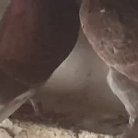 فروش ۴ عدد مفلق جیر زمستونه