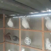 کبوتر|پرنده|تهران, یاخجی آباد|دیوار