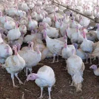 بوقلمون بیوتی فوق سنگین