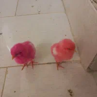 جوجه رنگی
