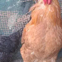 خروس|حیوانات مزرعه|یزد, |دیوار