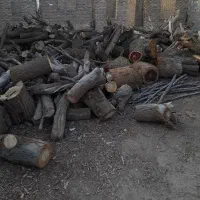 خریدار انواع چوب گز و اوکالیپتوس