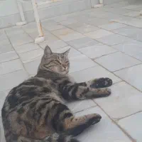 واگذاری گربه خانگی|گربه|اردکان, |دیوار