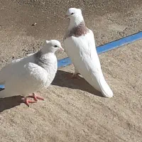 کفتر طوقی|پرنده|کوهدشت, |دیوار