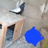 سینه سیاه ماده