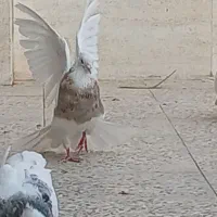 کبوتر طوقی