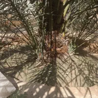 پا جوش نخل محمد خلیلی خورموج روستای عربی|گل و گیاه طبیعی|خورموج, |دیوار