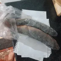 ماهی|ماهی|مرند, |دیوار