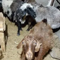 یک‌عددبزویک‌عددمیش‌چاق‌ویک‌عددبره‌محلی