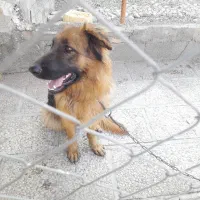 یک قلاده ژرمن. اصل باهوش|سگ|شهریار, شهریار|دیوار