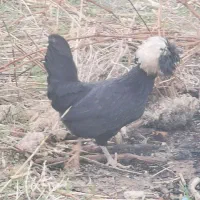 مرغ و خروس|حیوانات مزرعه|دشت ذهاب, |دیوار