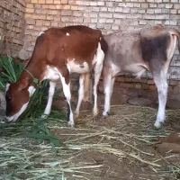 دو عدد گوساله نر و ماده جرسی