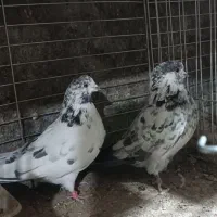 کفتر پرشی کهنه کفتر بشرط|پرنده|فولادشهر, B1|دیوار