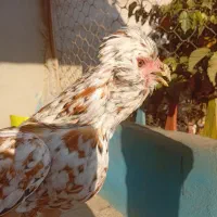 مرغ گلین|حیوانات مزرعه|قرچک, زیبا شهر|دیوار