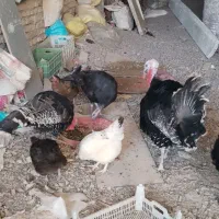 بوقلمون نر وجوان 10 ماهه