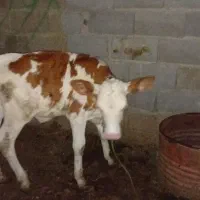 گوساله