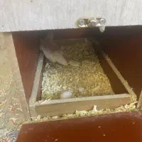 عروس هلندی جفت تخم گذار|پرنده|باقرشهر, |دیوار