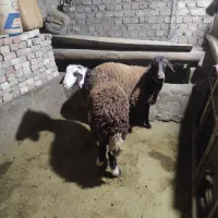 دو عدد بره نر و ماده