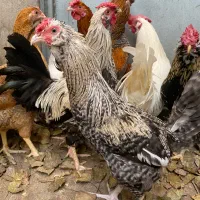 خروس دو رگ چهل تاج|حیوانات مزرعه|آمل, |دیوار