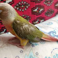 مرغ عشق.گرینچیک دایلوت سینامون|پرنده|مشهد, شهرک ابوذر|دیوار