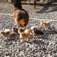 مرغ گرک با جوجه ها|حیوانات مزرعه|پارس‌آباد, |دیوار