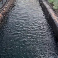 فروش انواع خوراک ماهی کپور و تیلاپیلا