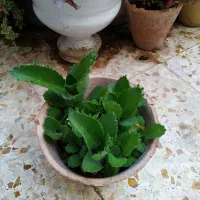 حراج گیاه|گل و گیاه طبیعی|بهبهان, |دیوار