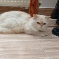 گربه پرشین سفید کرم