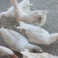 قوغاز اکراینی ۱۶۰۰وغاز یه تومن