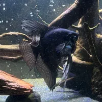 ماهی انجل بلک نژاد سیچلاید آمازون