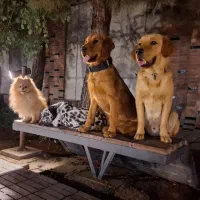 پانسیون و جفت سگ|خدمات پیشه و مهارت|شیراز, شهرک قمشه|دیوار