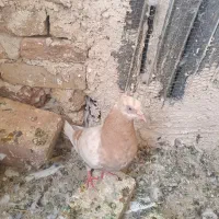 کفتر زرد ماده