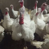 بوقلمون گوشتی فروشی