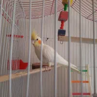 عروس هلندی نر و ماده|پرنده|شهرضا, |دیوار