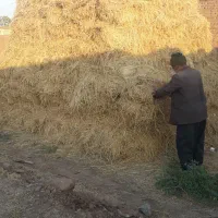 یونجه|لوازم جانبی حیوانات|خوی, |دیوار