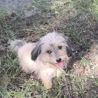 سلام سگ شیتزو ماده یک ساله