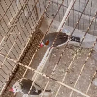 فنچ|پرنده|سیرجان, |دیوار