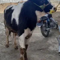 گاو هلشتاین|حیوانات مزرعه|شیروان (لرستان), |دیوار