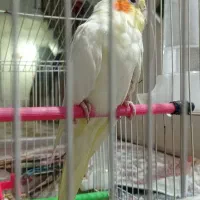 عروس هلندی فروش یا معاوضه