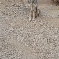 سگ پژدر|سگ|سملقان, |دیوار