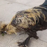 دو تا خروس سلطان ۶ ماهه|حیوانات مزرعه|تهران, فلاح|دیوار