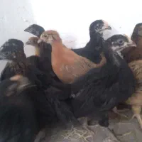 جوجه ۲ماه واکسیناسیون تکمیل مرتب