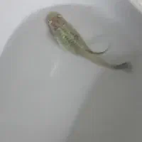 ماهیی|ماهی|اصفهان, همدانیان|دیوار