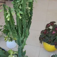 حسن یوسف زیبا|گل و گیاه طبیعی|فولادشهر, C3|دیوار