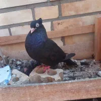 کبوتر زاغ آبادانی