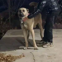 واگذاری سرابی|سگ|صوفیان, |دیوار