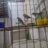 جوجه سهره قناری